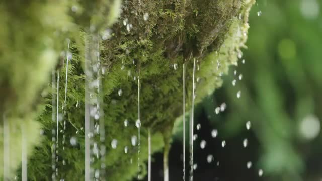 Slow motion close-up of spring water dribbling from moss 