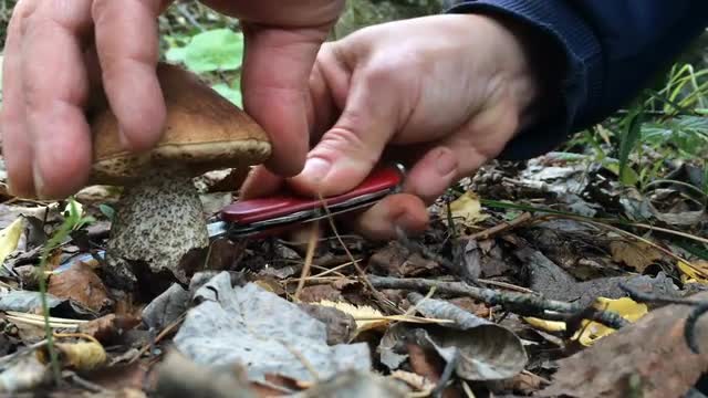 Mushroom Cuts Big Man's Hand With a Knife
