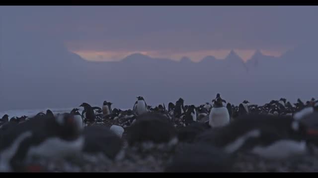 Penguin Colony