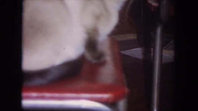 1964: a dog is seen being pet EVANSTON, ILLINOIS