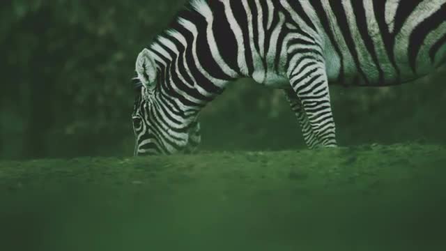 Zebra Grazing