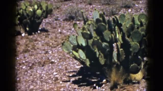 1953: cacti in the desert BOSTON