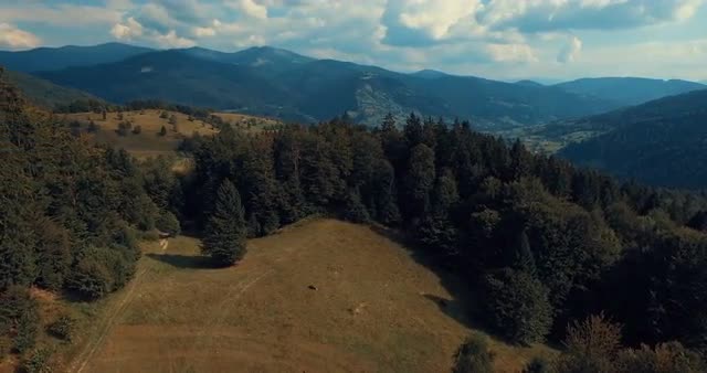 Mountain forest and meadow in summer