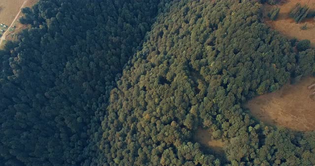 Mountain forest and meadow in summer