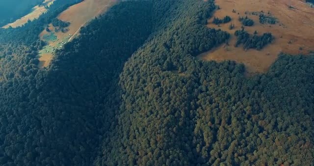 Mountain forest and meadow in summer