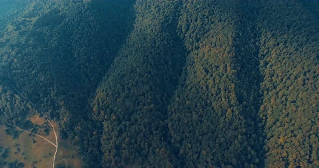 Mountain forest and meadow in summer