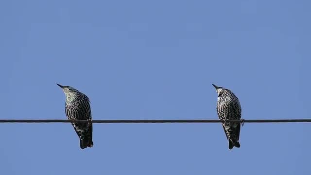 Birds Sitting On On A Wire And Fly Away, Blackbirds