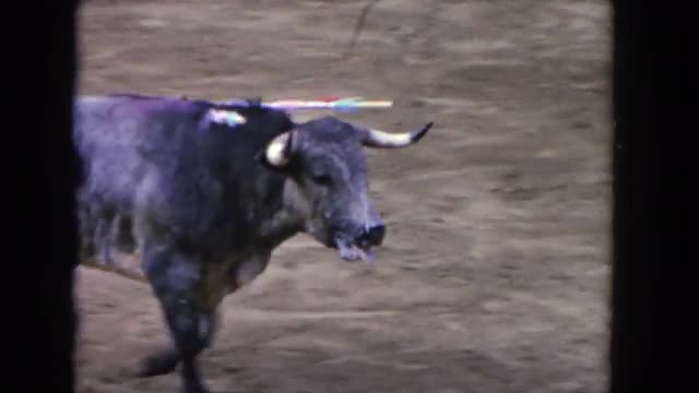 1962: bleeding bull with darts in its back stumbling around wildly SAN PEDRO, CALIFORNIA