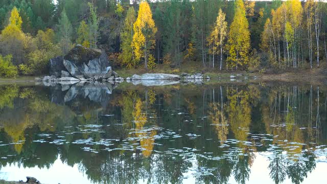 Forest Lake in Autumn Yellow Trees Background. Evening
