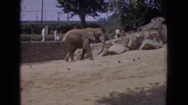 1965: a lone elephant walks up a sandy hill as people and birds pass by NEW JERSEY