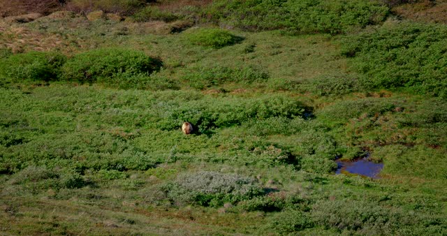 Denali National Park Grizzly Bear 4K (1)