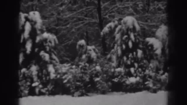 1938: a beautiful forest covered with a blanket of white snow and the place is scary WINCHESTER MARY