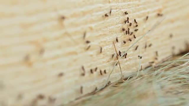 Ants Running on Cutting Tree