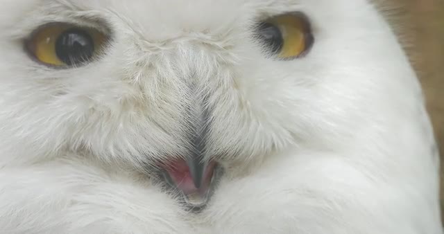 Polar Owl Opens Its Beak Blinks the Eyes Animals Observation in a Zoo Excursion Biology Zoology Envi