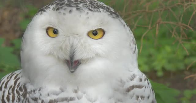 Polar Owl With Yellow Eyes Turns Its Head Aviary of the Zoo Green Grass Animals Observation Biology 