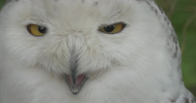Polar Owl's Face Bird Blinks the Eyes Zoo Summer Day Animals Observation Excursion Biology Zoolo