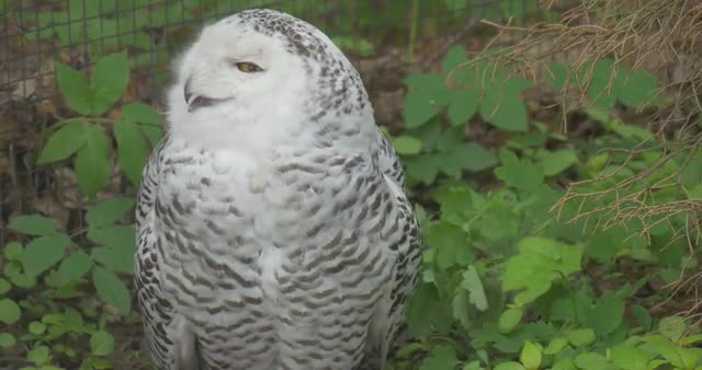 Polar Owl Turns Its Head in the Aviary of the Zoo Summer Day Animals Observation Outdoors Excursion 