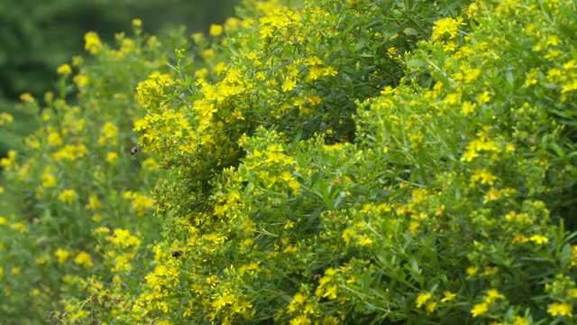 Bumble bees foraging on small Hypericum, long static HS shot with many bees