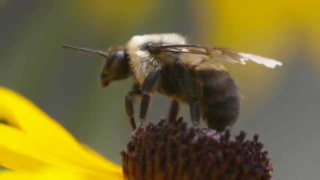 Impatiens walks off the center of black-eyed susan