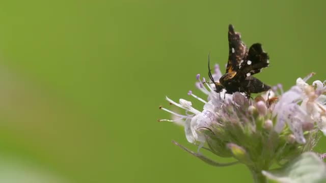 Moth feeding on mint flowers