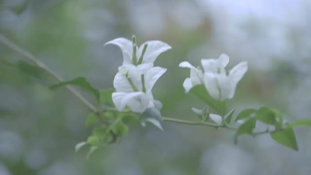 White Hawaiian Flowers