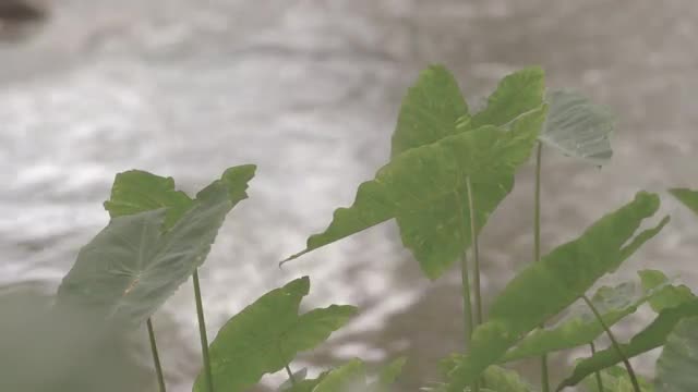 Hawaiian Kalo In A Hawaiian River