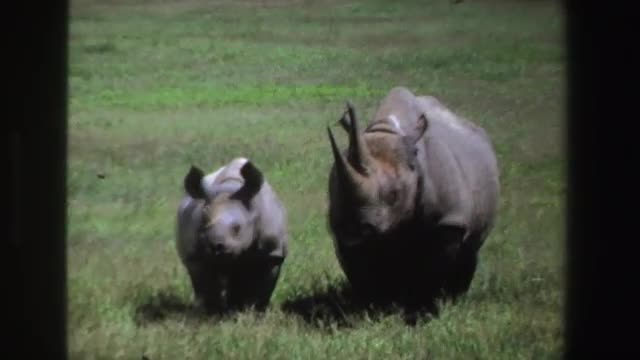 1969: rhinoceros and young on the savanna SOUTH AFRICA