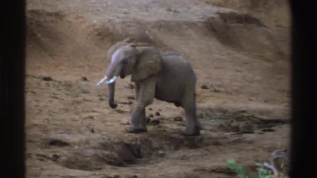 1969: a small juvenile elephant walks around in a dirt field SOUTH AFRICA