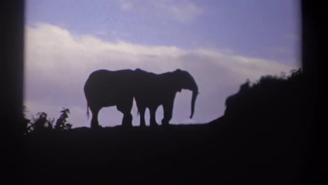 1969: two elephants on a hill top KENYA