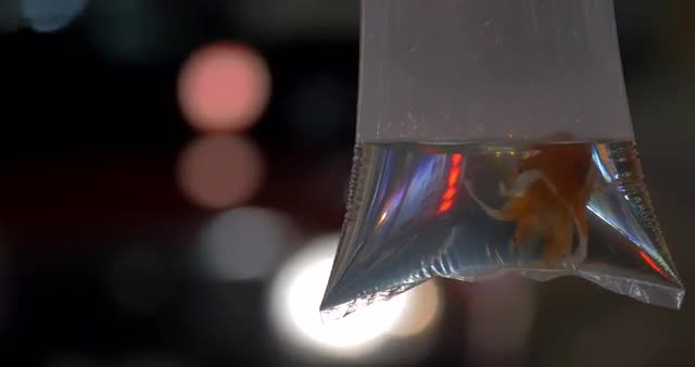 In transparent bag with water is swimming goldfish