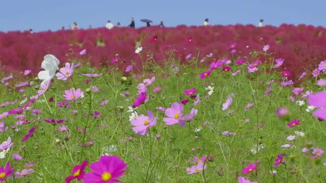 Flower field at Hitachi Seaside Park National, Ibaraki Prefecture, Japan