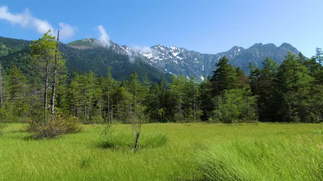 Greenery in Kamikochi, Nagano Prefecture, Japan