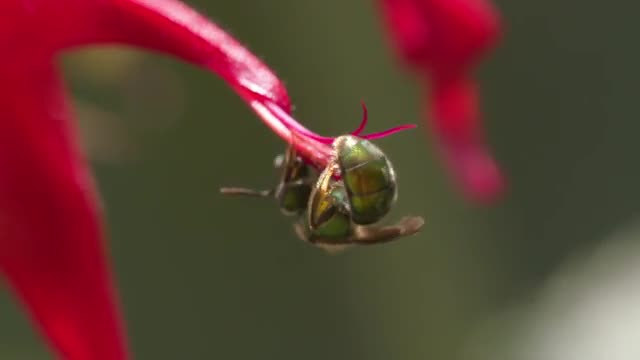 Agapostemon feeding + takeoff o on red monarda, extreme closeup HS 3