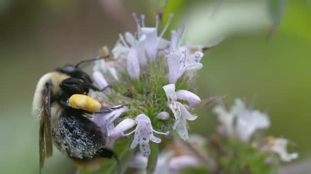 Bumblebee covered in pollen on mint + takeoff, extreme closeup HS