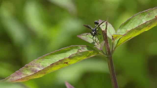 Conopid fly perched on mint leaves, takeoff HS after Hylaeus crashes into leaf