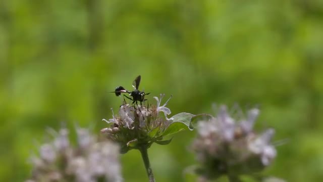 Conopid fly takeoff from mint flower HS 1
