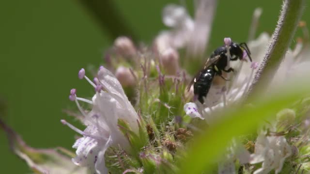 Hylaeus foraging on mint flowers, extreme closeup HS 5.