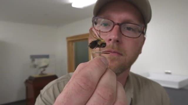Man examines bumble bee mounted on a pin