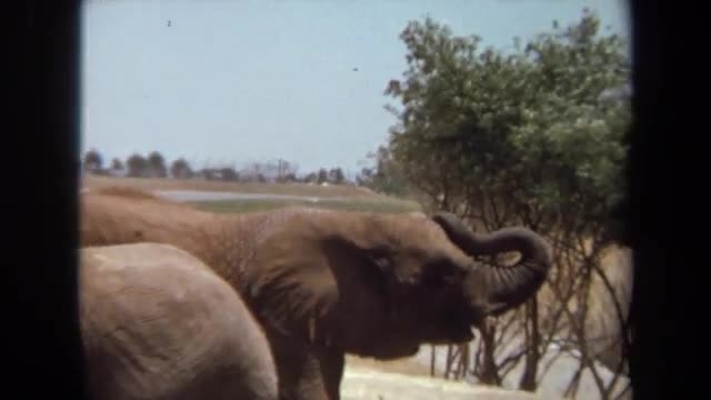 1971: a herd of elephants are standing in a field near a road LAGUNA HILLS CALIFORNIA