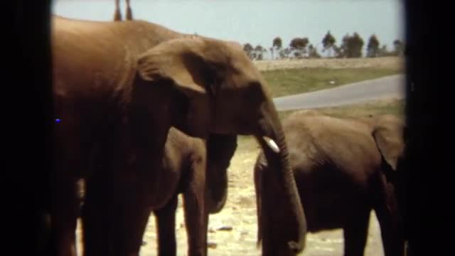 1971: mother and baby elephants standing near a road. LAGUNA HILLS CALIFORNIA