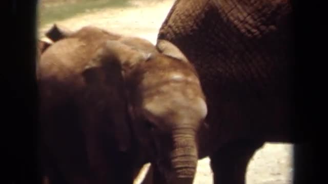 1971: number of big elephants are grazing in forest area LAGUNA HILLS CALIFORNIA