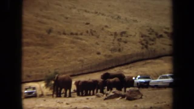 1971: herd of elephants in a field, next to a few white cars LAGUNA HILLS CALIFORNIA