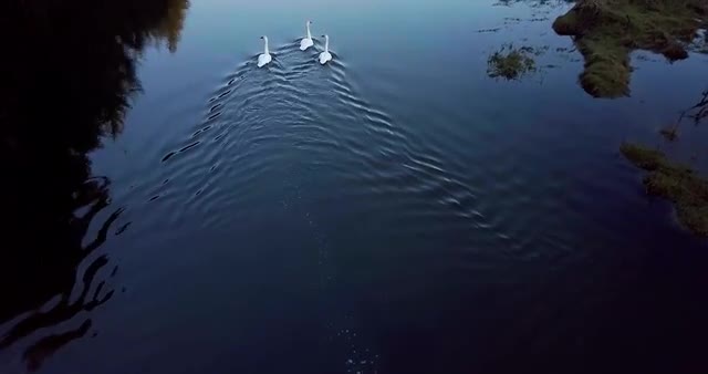 Drone Footage of Wild Swans - Winter