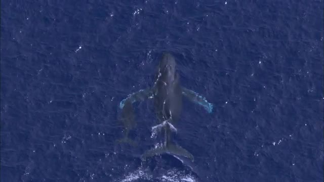 Aerial shot of humpback whale and baby calf swimming