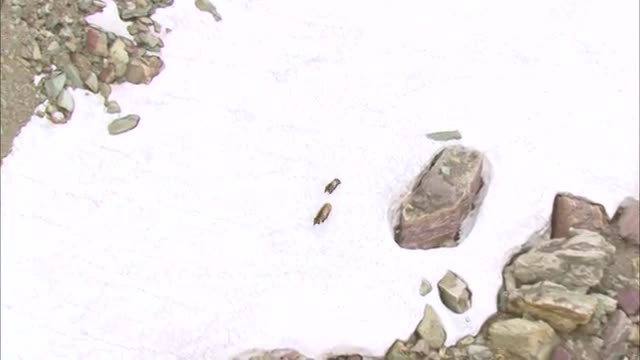 Aerial shot of a mother brown bear and her cub