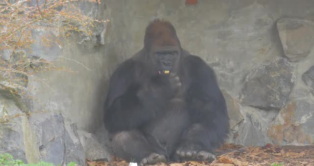 Gorilla Sits in a Small Stone Cave