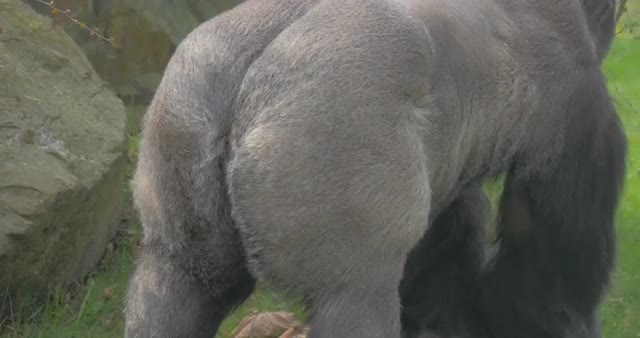 Gorilla Stands a Back to a Visitors of a Zoo