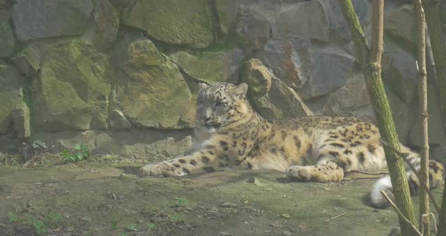 Big Spotty Cheetah Lies on a Grass