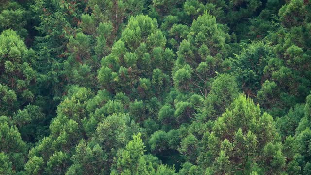 Japanese cedar trees in the woods of Okutama, Tokyo, Japan