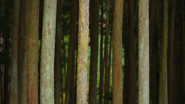 Japanese cedar trees in the woods of Okutama, Tokyo, Japan